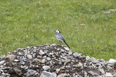 Motacilla alba baicalensis