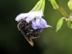 Paratetrapedia moesta