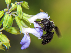 Paratetrapedia moesta