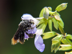 Paratetrapedia moesta