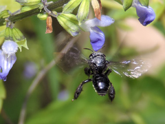 Paratetrapedia moesta