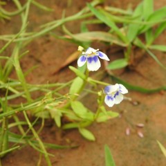 Lindernia hyssopioides