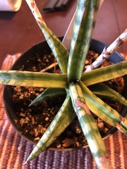 Sansevieria ballyi