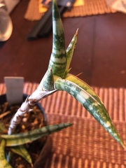 Sansevieria ballyi