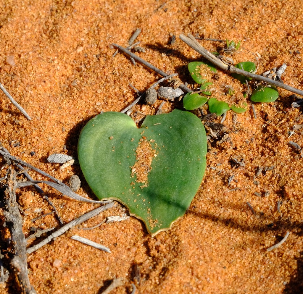 Eriospermum arenosum from Skaapvlei, SF on August 2, 2019 at 01:25 PM ...