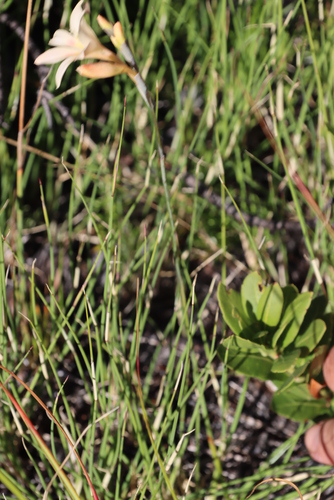 Image of Gladiolus monticola by (c) Tony Rebelo, some rights reserved (CC BY-SA)