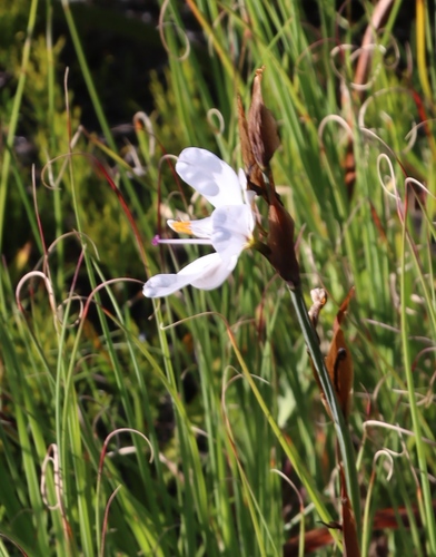 Image of Aristea spiralis by (c) Tony Rebelo, some rights reserved (CC BY-SA)