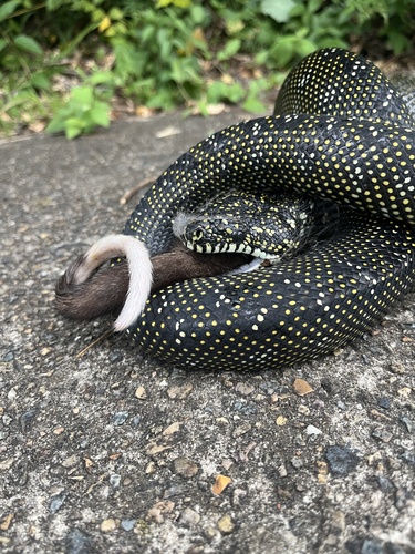 Diamond Python sighting