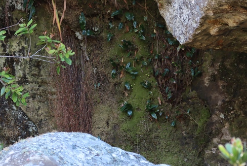 Elaphoglossum petiolatum observed 2025-01-26