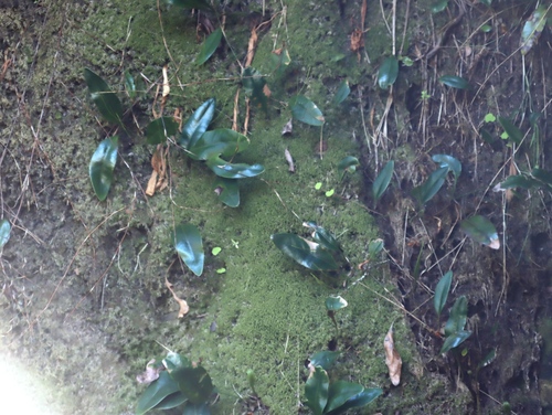 Elaphoglossum conforme, photograph 2