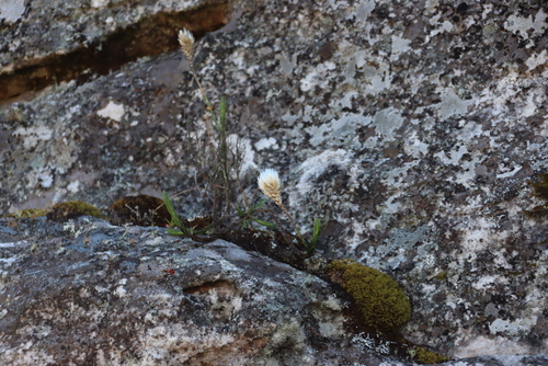 Image of Edmondia pinifolia by (c) Tony Rebelo, some rights reserved (CC BY-SA)