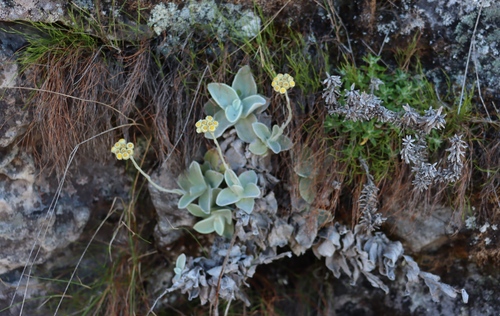 Image of Helichrysum grandiflorum by (c) Tony Rebelo, some rights reserved (CC BY-SA)
