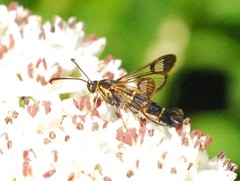 Synanthedon tipuliformis