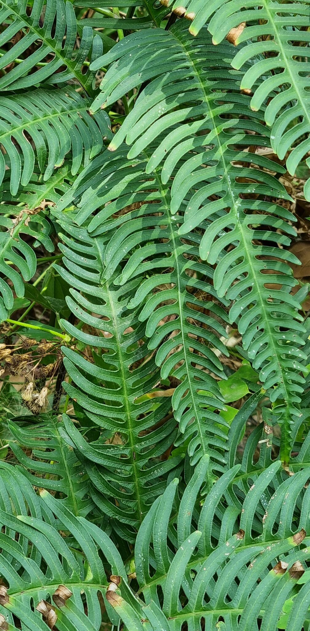 Pteris biaurita — ảnh 2