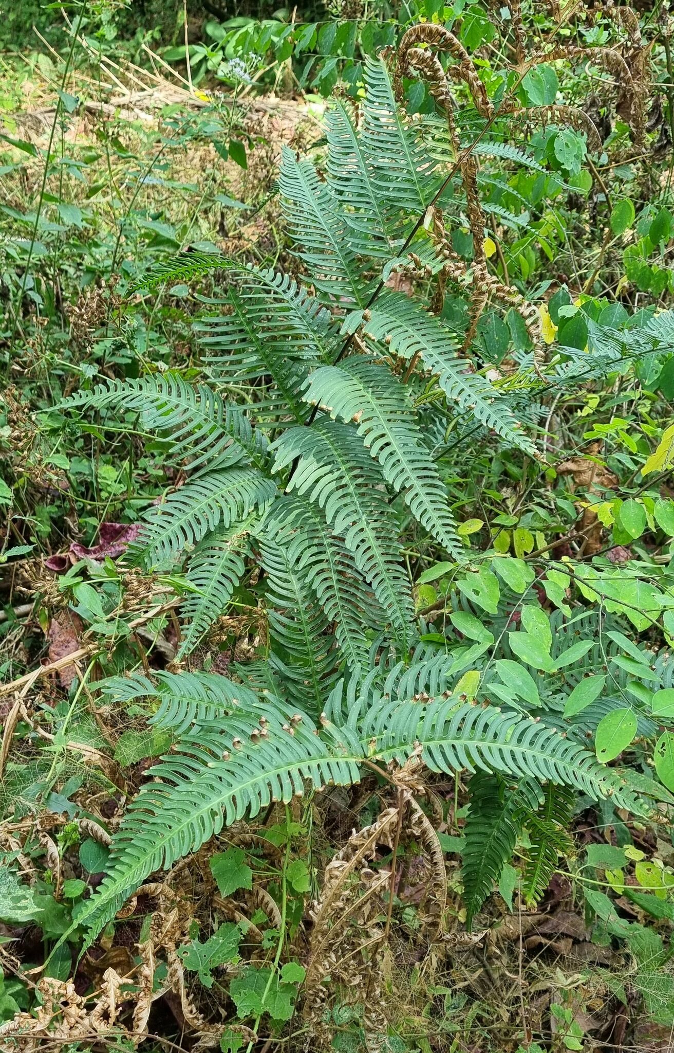 Pteris biaurita (Pteris biaurita)