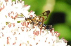 Synanthedon tipuliformis