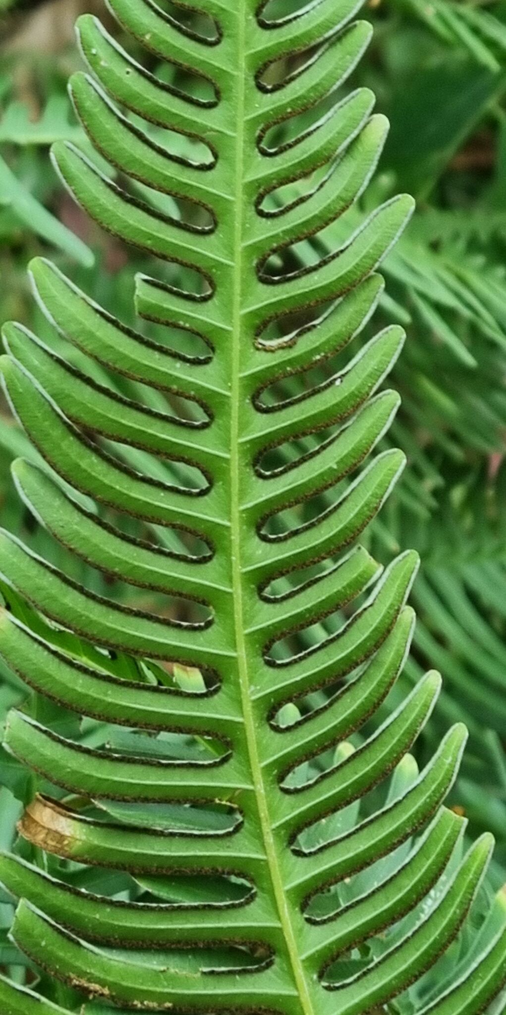 Pteris biaurita — ảnh 3
