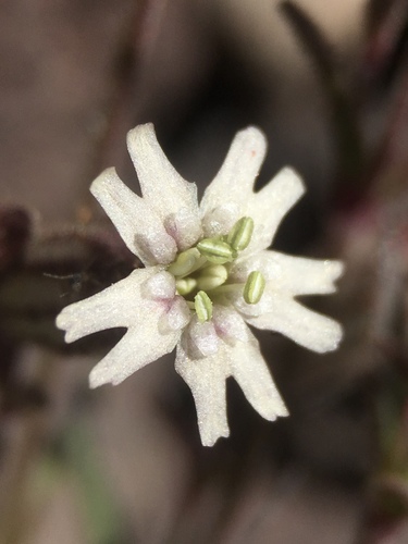 Silene suksdorfii, photograph 6