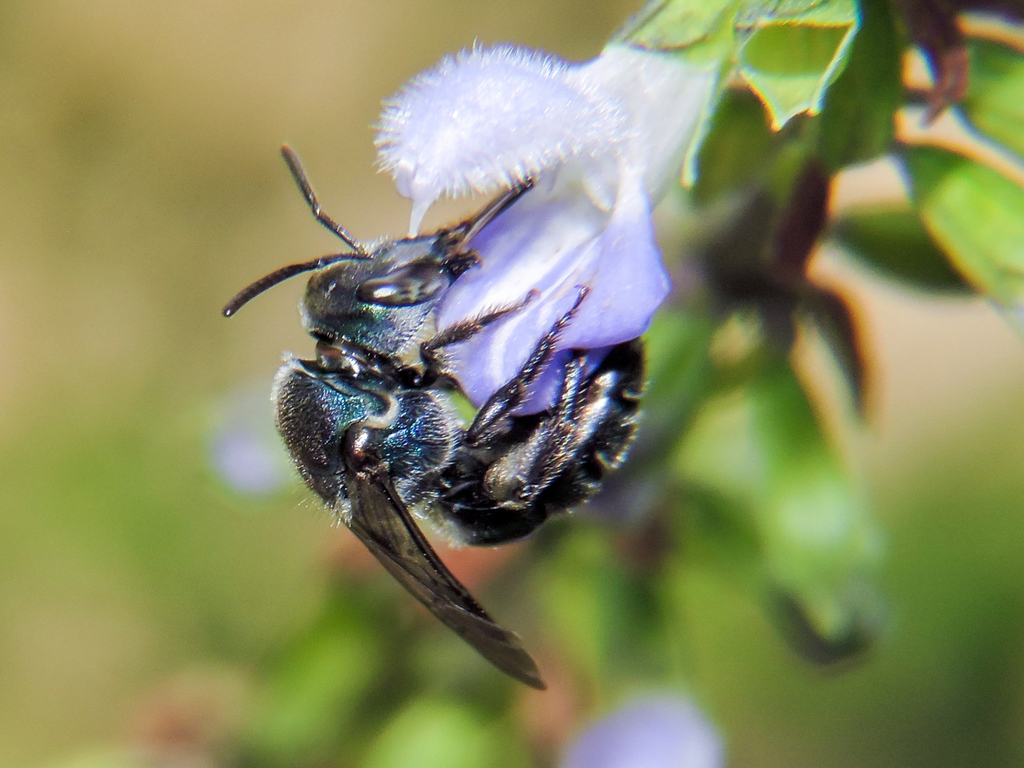 Augochlora nigrocyanea