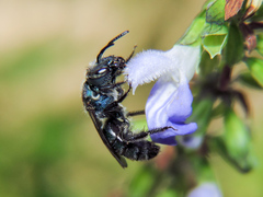 Augochlora nigrocyanea