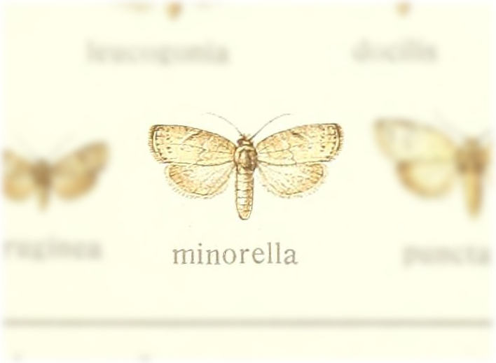 Pardasena minorella