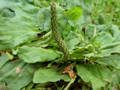 Plantago major