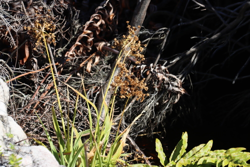 Image of Juncus lomatophyllus by (c) Tony Rebelo, some rights reserved (CC BY-SA)