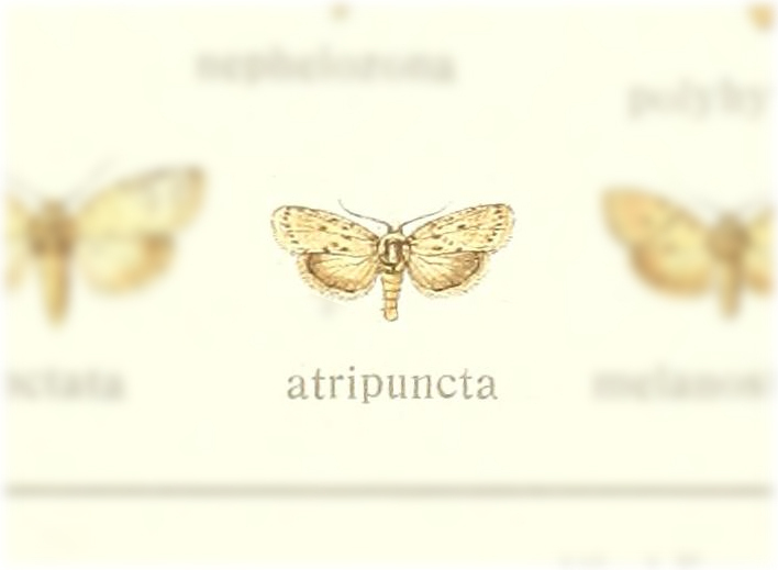 Pardasena atripuncta