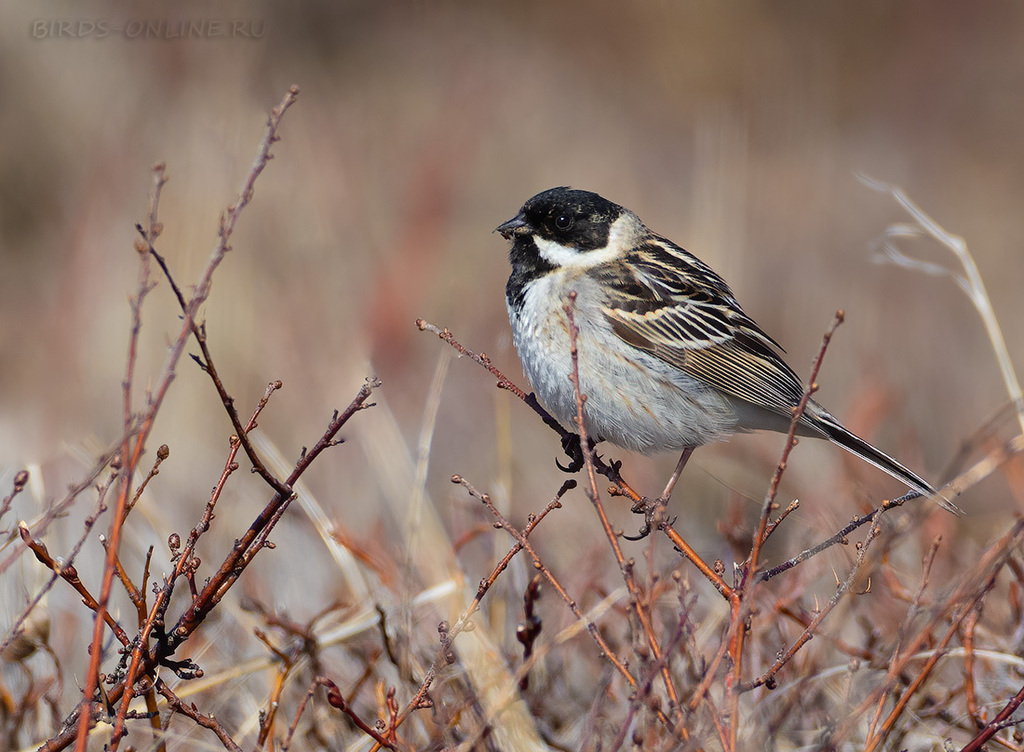 Pallas's Bunting photo