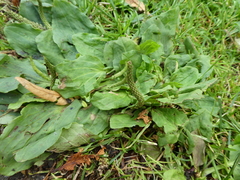 Plantago major