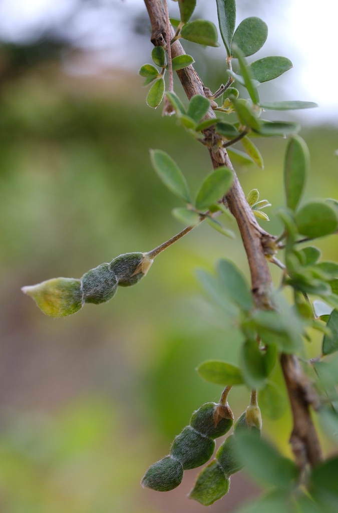 Chapmannia gracilis