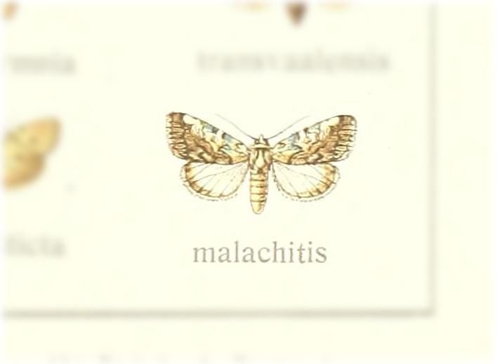 Nycteola malachitis