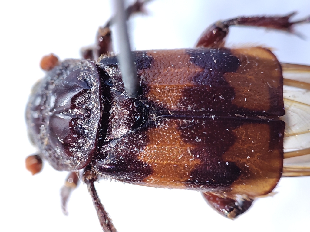 Nicrophorus interruptus