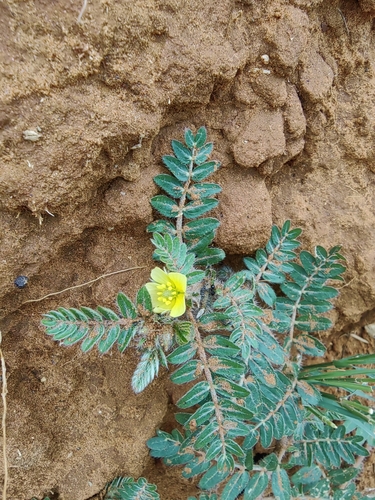 puncture vine