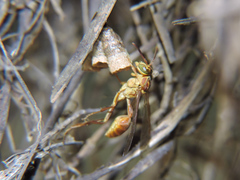 Mischocyttarus angulatus