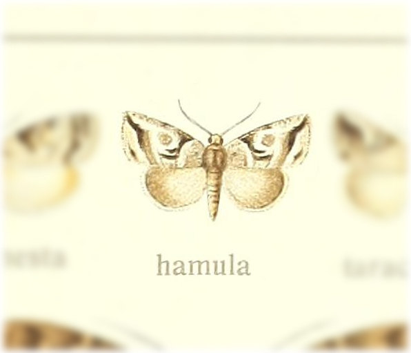 Bryophilopsis hamula