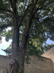 Ulmus davidiana