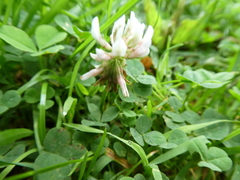 Trifolium repens