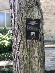 Ulmus davidiana