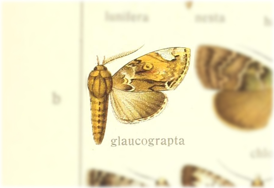 Iscadia glaucograpta