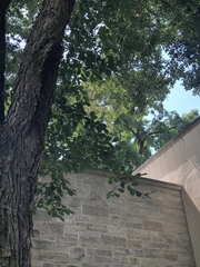 Ulmus davidiana