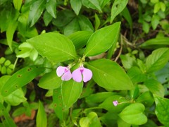 Impatiens minor