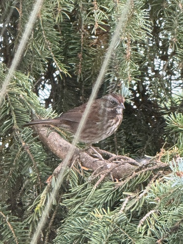 Song Sparrow