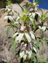 Monarda humilis