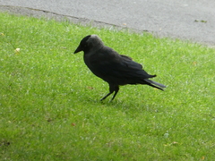 Corvus monedula