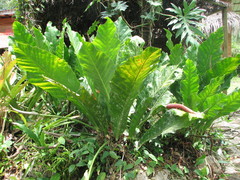 Anthurium schlechtendalii