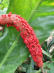 Anthurium schlechtendalii