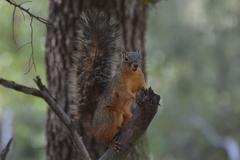 Sciurus nayaritensis