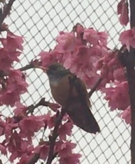 Amazilis amazilia amazilia