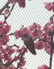 Amazilis amazilia amazilia